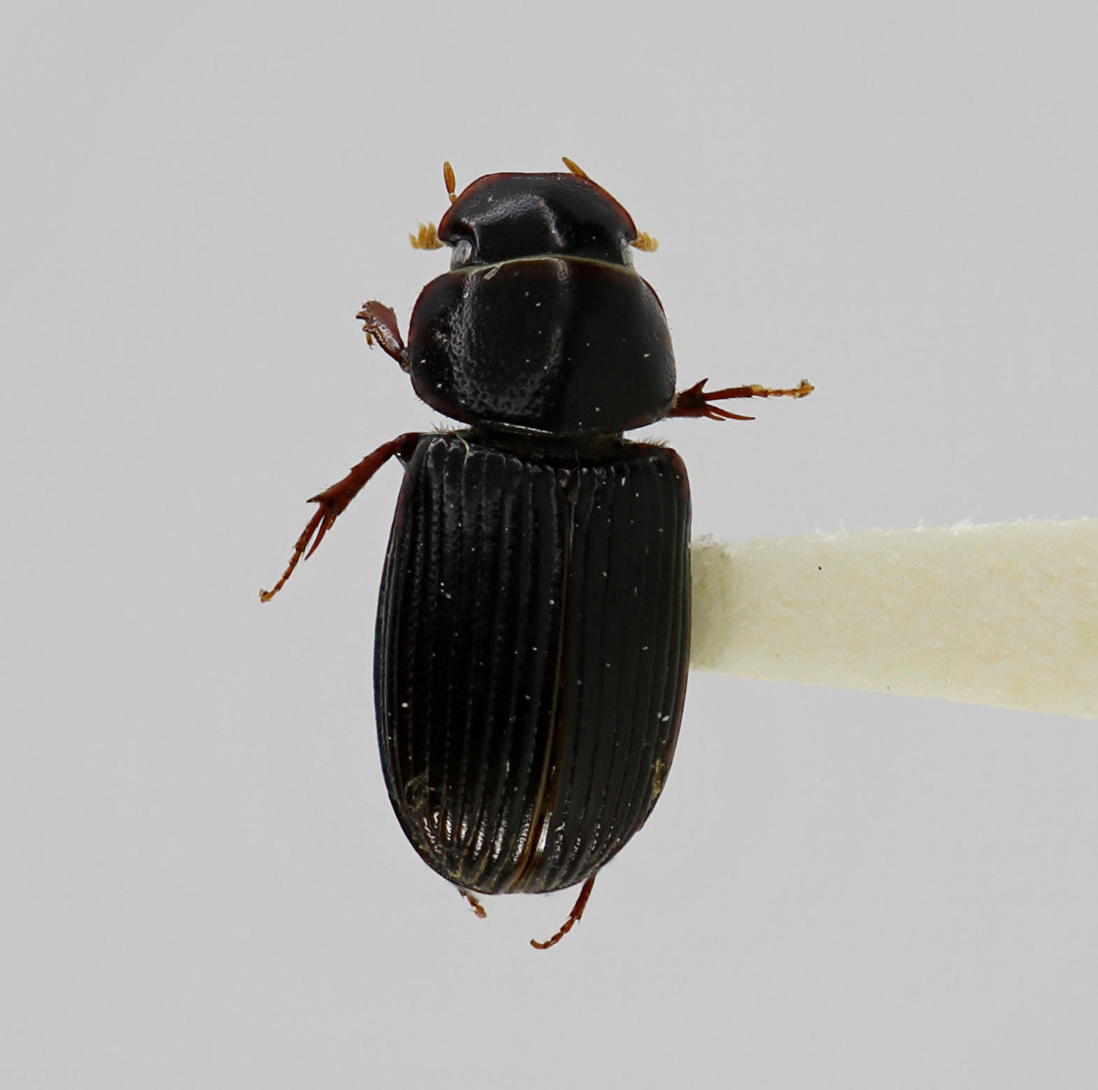 Ataenius cristobalensis Cook & Peck, 2000 in the Invertebrates Collection (ICCDRS 46813). Photo: ICCDRS Collection.